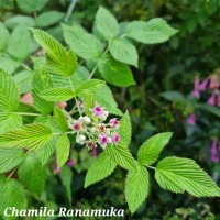 Rubus niveus Thunb.